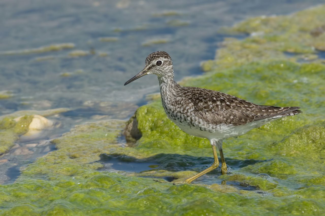 Piro-Piro boschereccio (Tringa glareola)